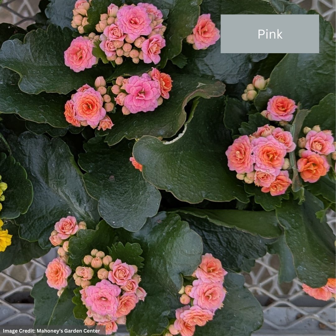 Calandiva – 6″ Pot